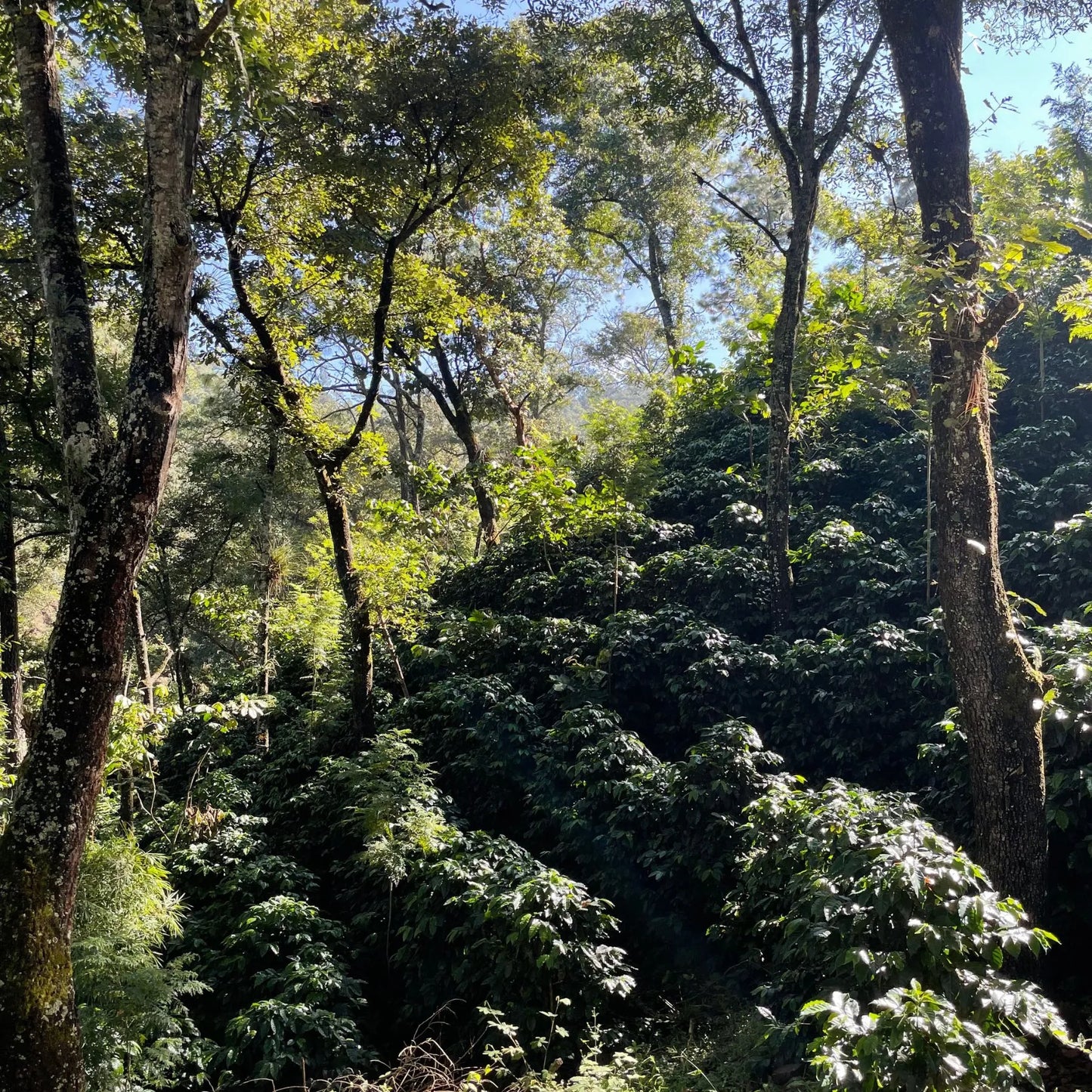 Wald mit Kaffeepflanzen