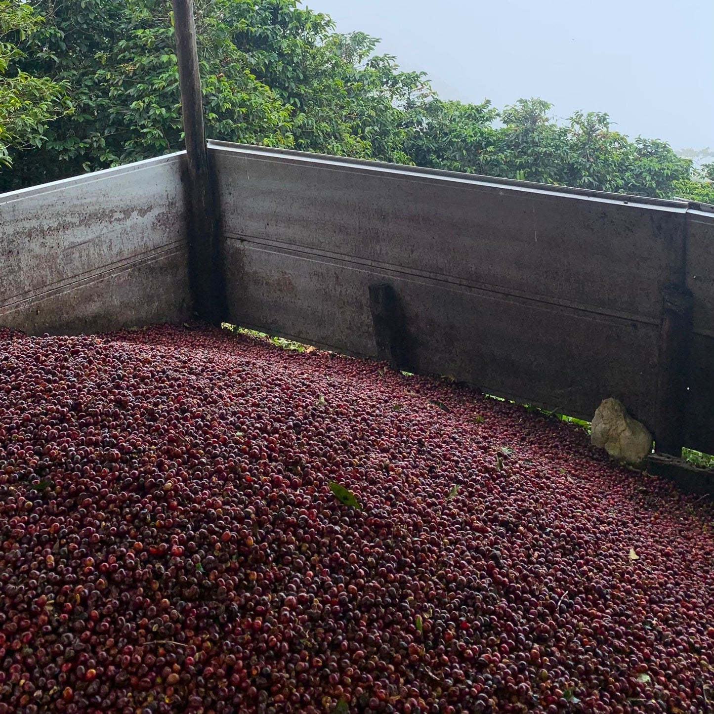 Kaffeekirschen gesammelt