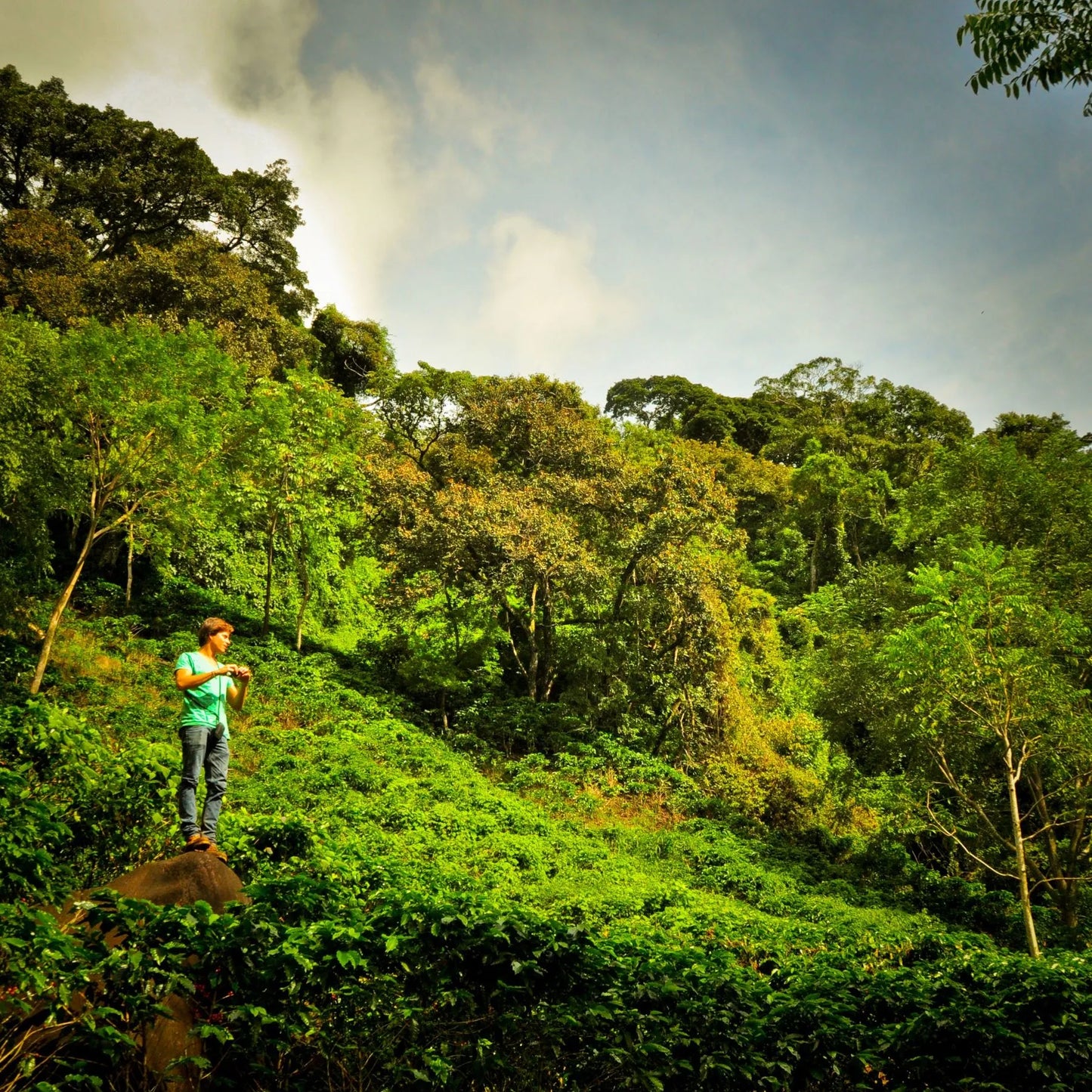 Grüne Landschaft mit Kaffeepflanzen Mann sthet mittig links.