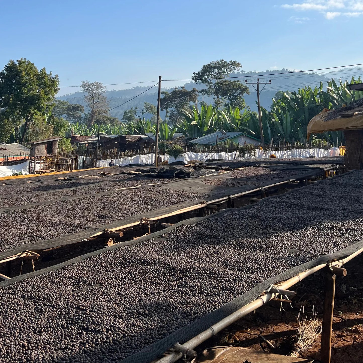 Drying Beds Kaffeeaufbereitung, vor Berglandschaft.