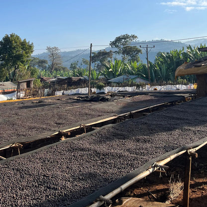 Drying Beds Kaffeeaufbereitung, vor Berglandschaft.