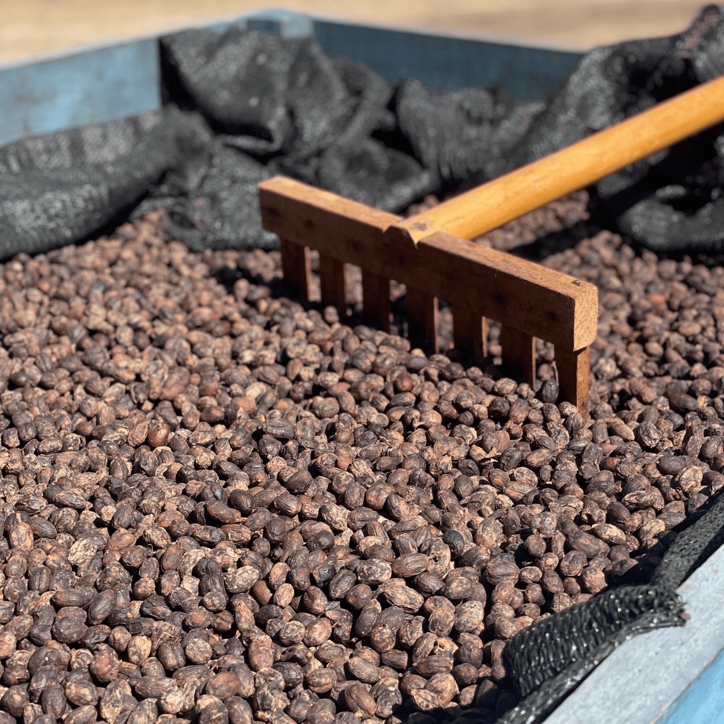 Getrocknete Kaffekirschen mit Rechen