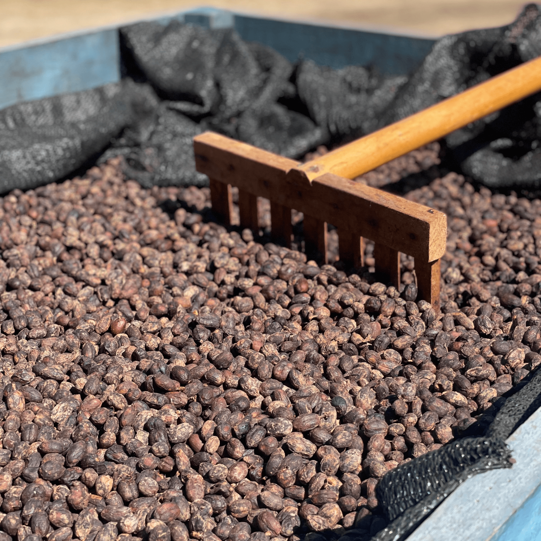 Getrocknete Kaffekirschen mit Rechen
