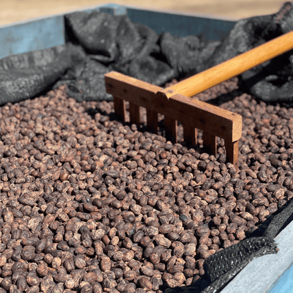 Getrocknete Kaffekirschen mit Rechen