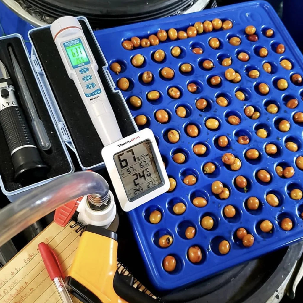 Gelbe Kaffeekirschen in blauem Behälter mit Messinstrumenten.