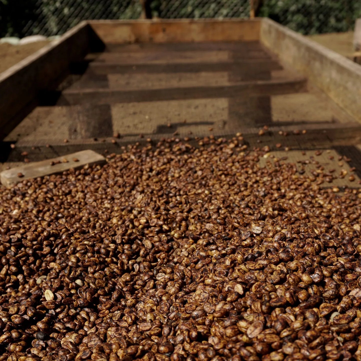 Trocknende braun-rote Rohkaffeebohnen