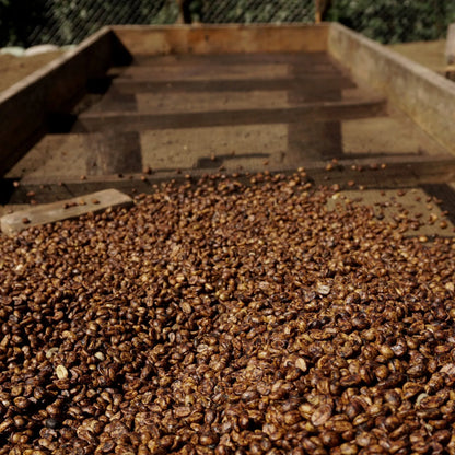 Trocknende braun-rote Rohkaffeebohnen