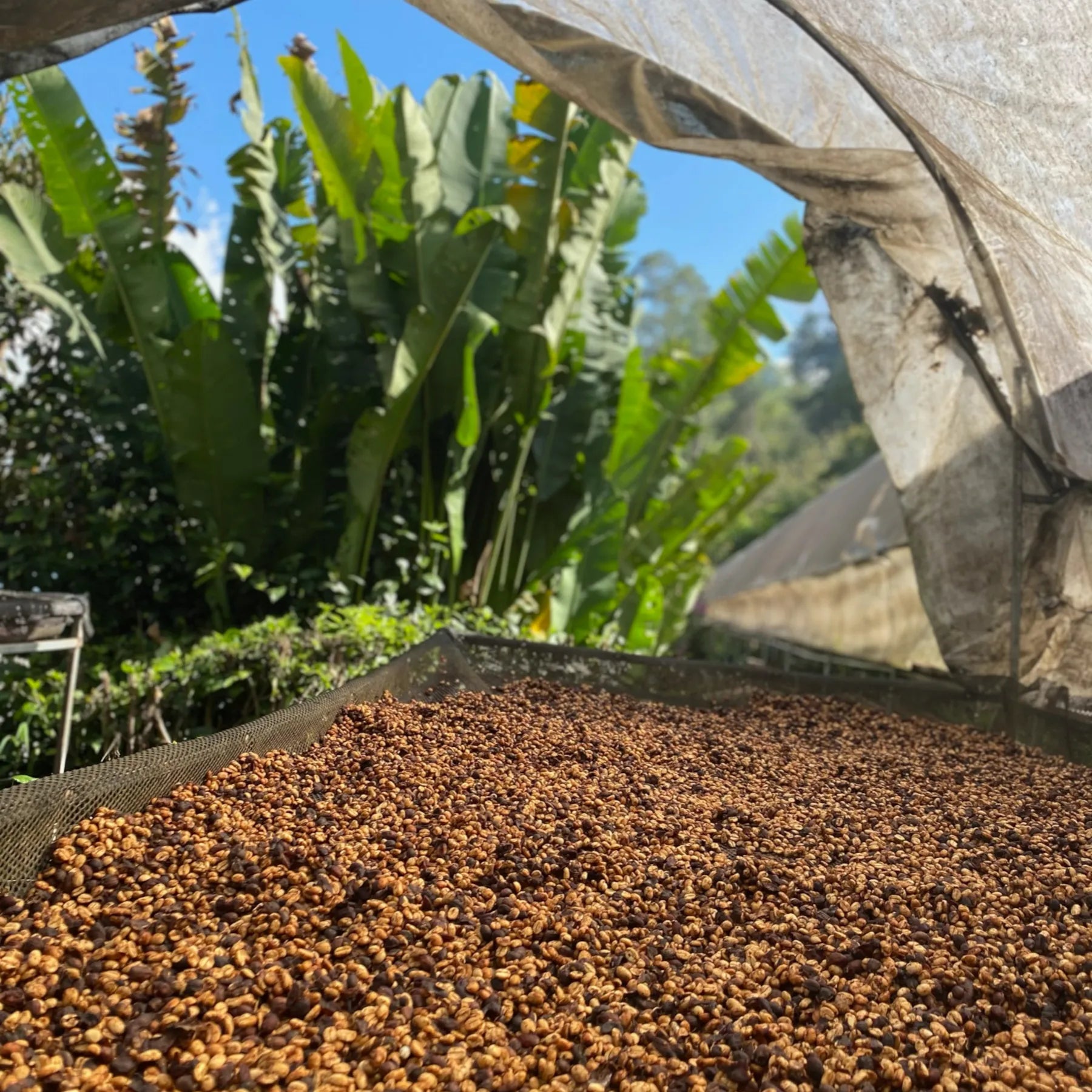 Trocknende gelbliche Rohkaffeebohnen