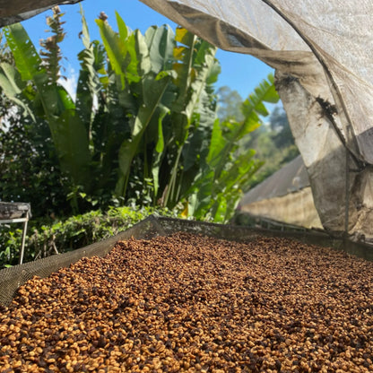 Trocknende gelbliche Rohkaffeebohnen
