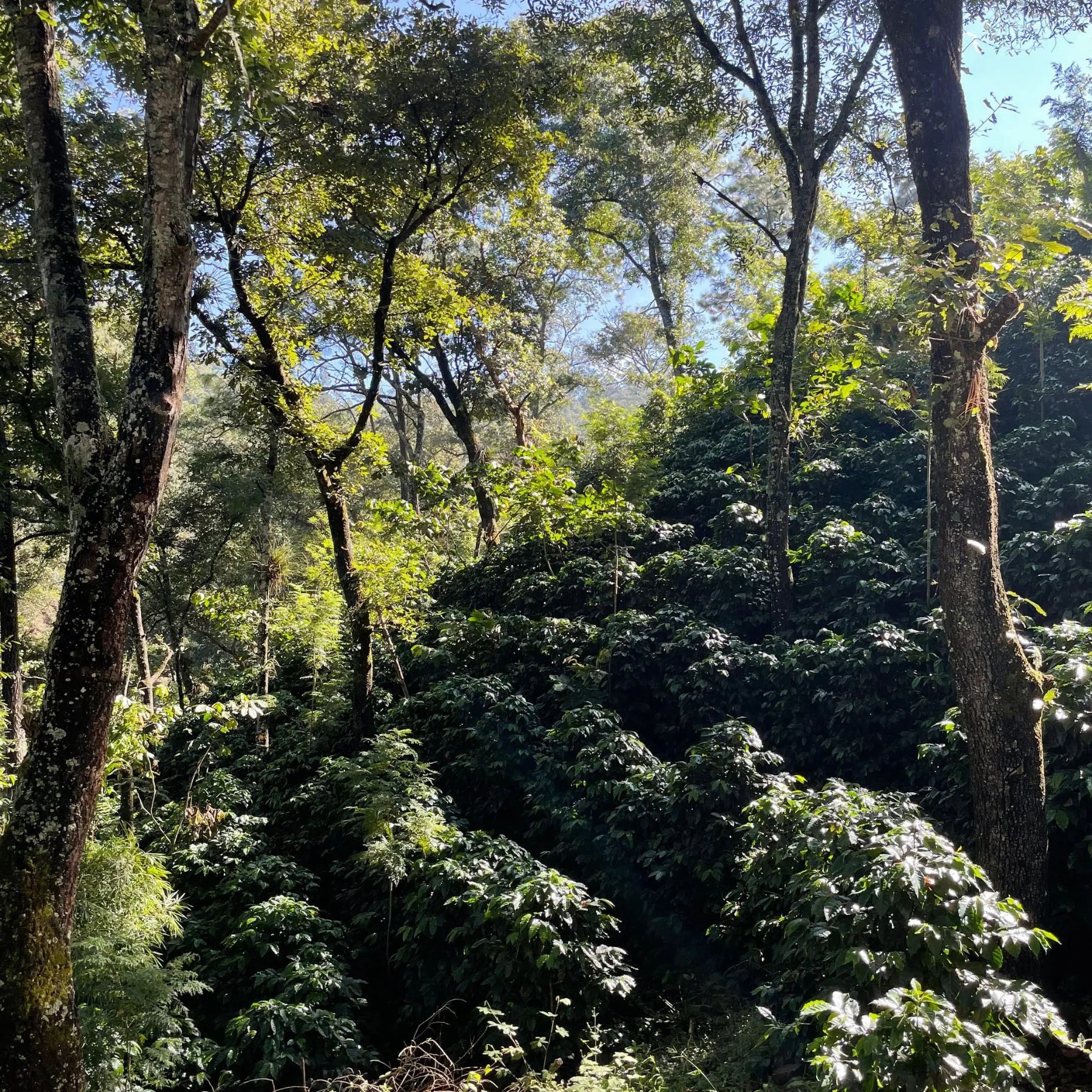 Wald mit Kaffeepflanzen