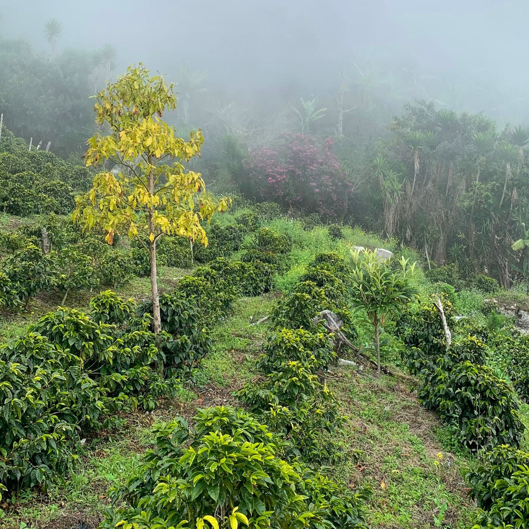 Kaffeepflanzen auf Lichtung