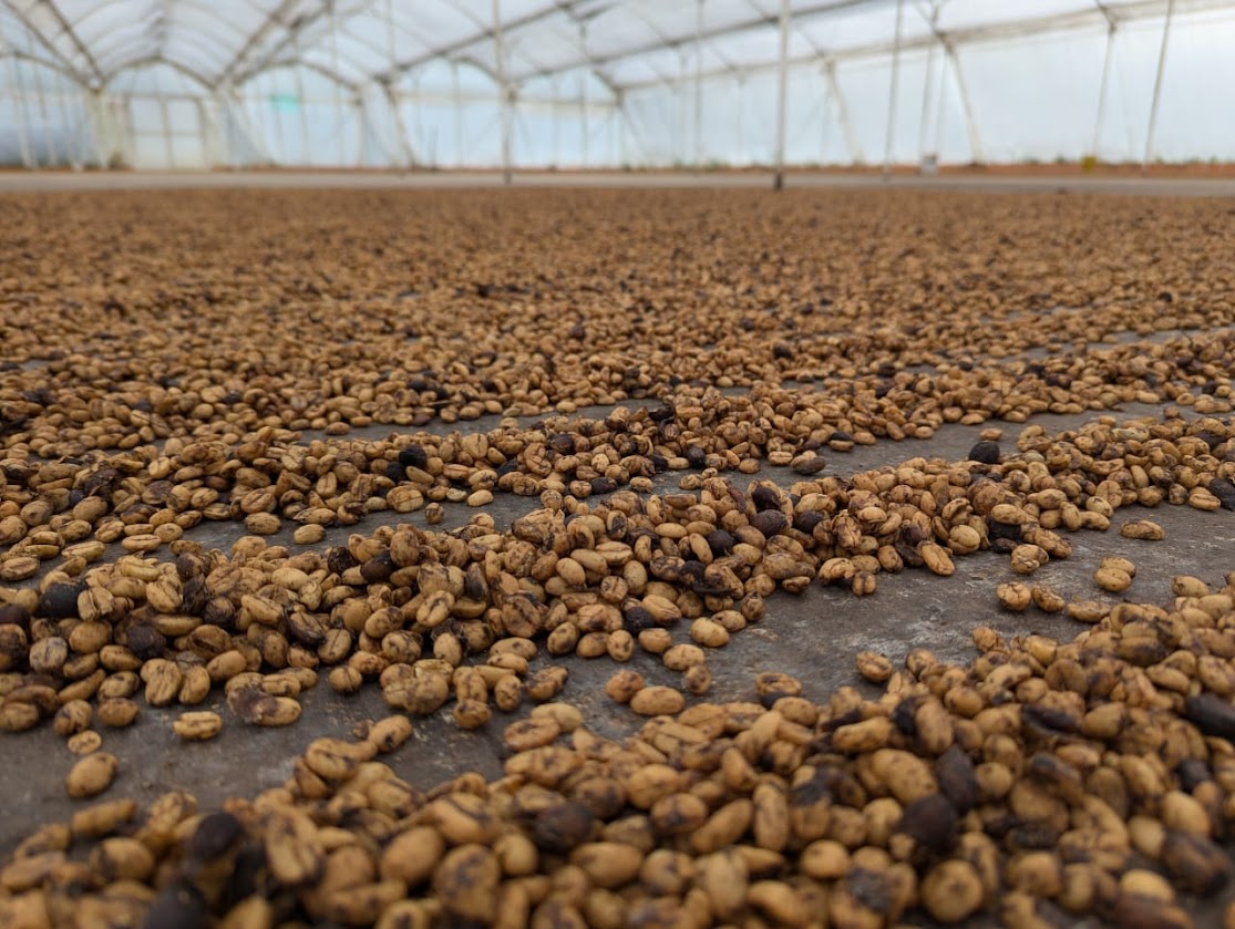Gewaschene Kaffeebohnen im rohen Zustand.