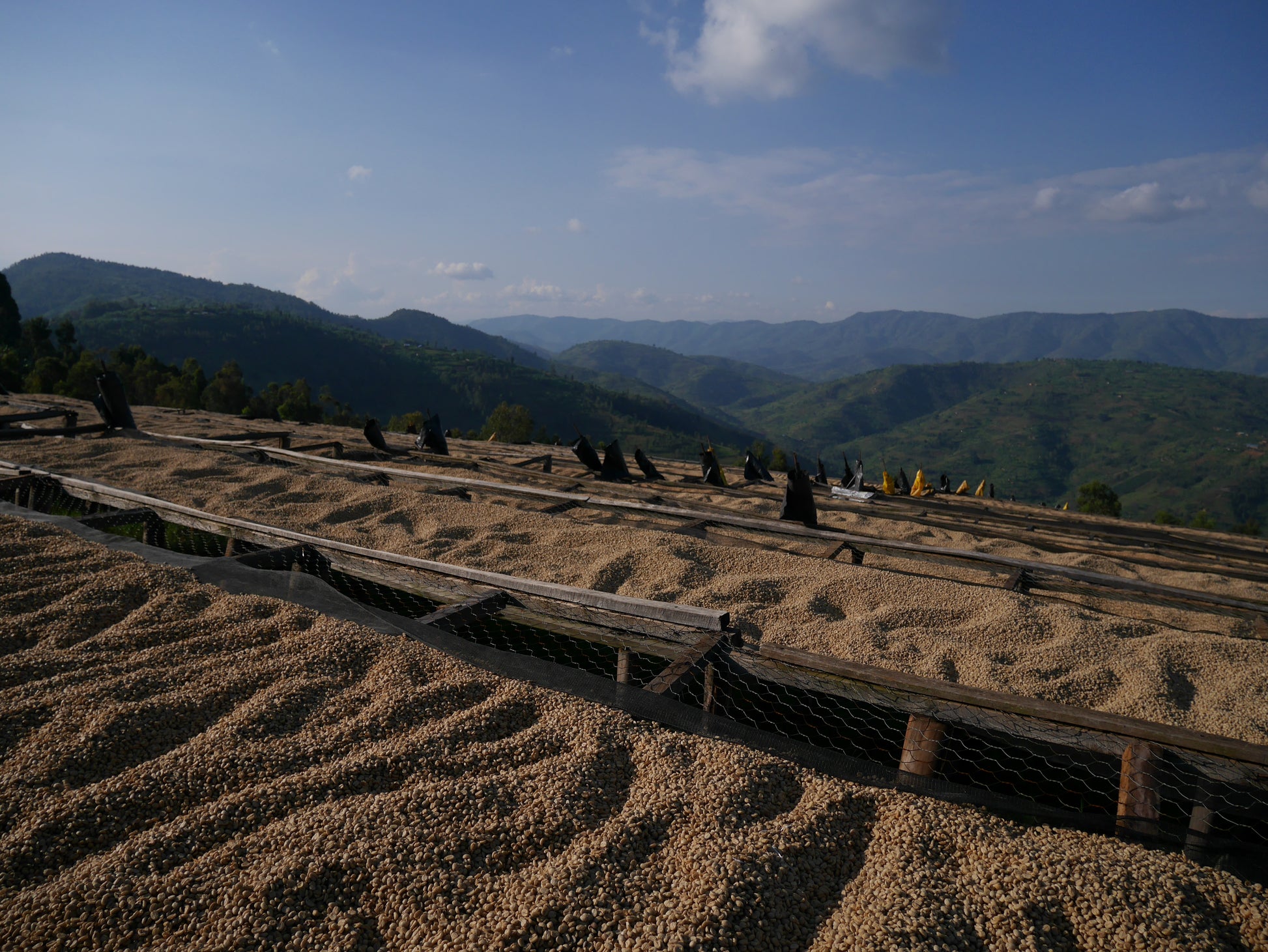 Kaffee wird getrocknet vor einem Bergpanorama in Rwanda.