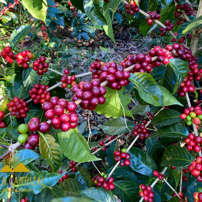 Costa Rica (Carrizal) NEU